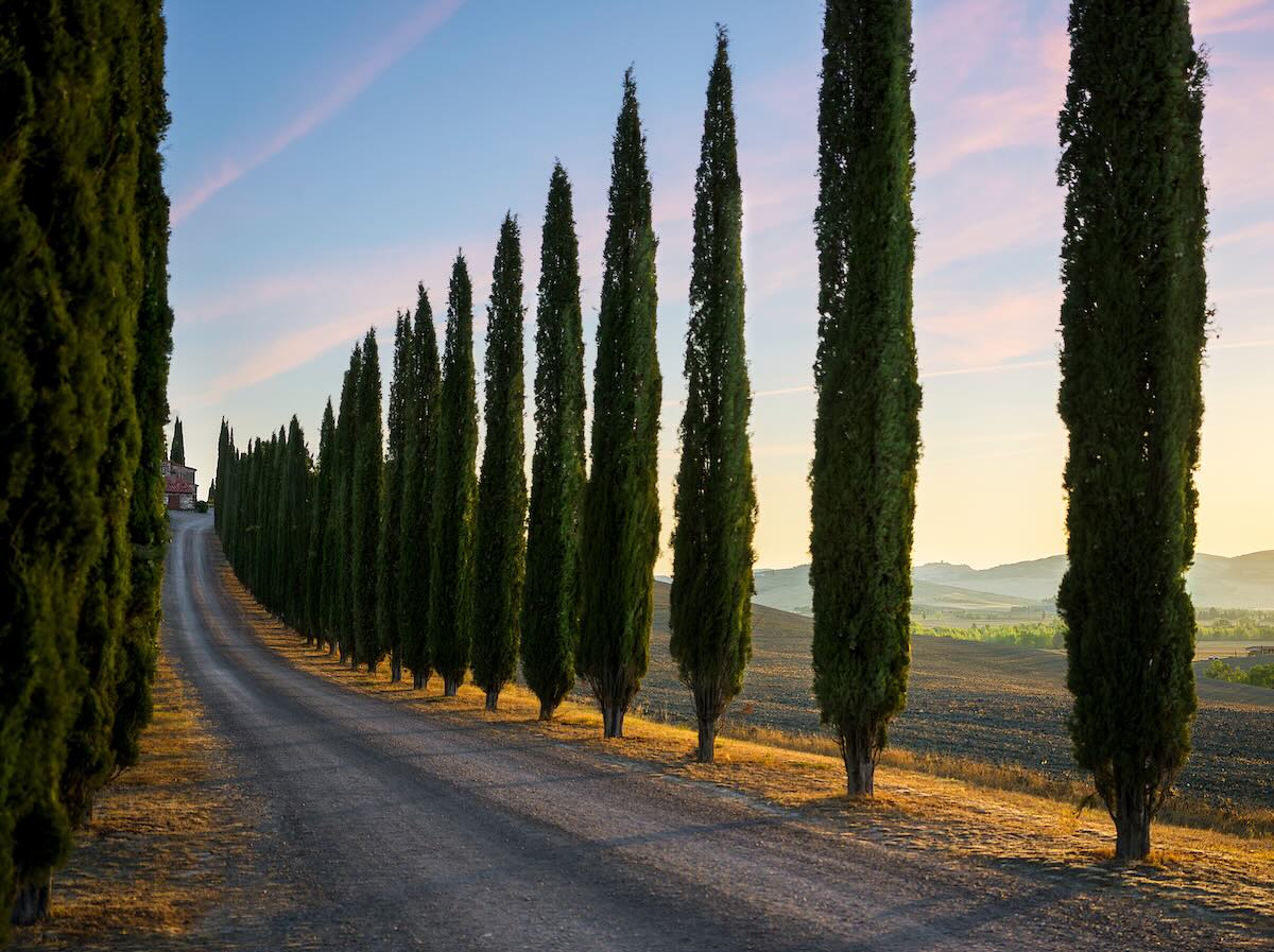 Avenue through cypress trees towards house