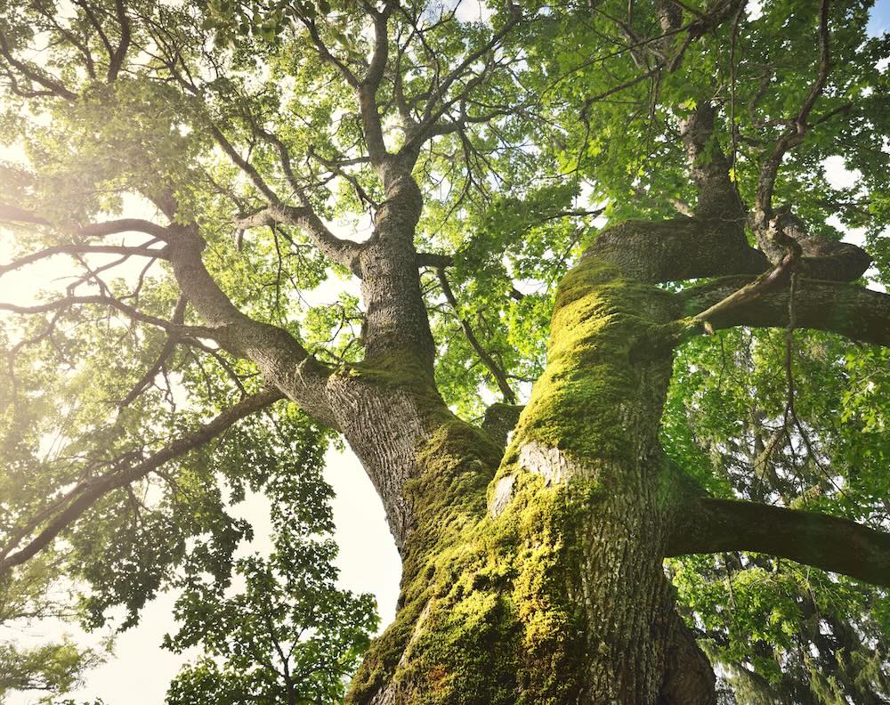 Mighty deciduous tree, close-up, low angle view